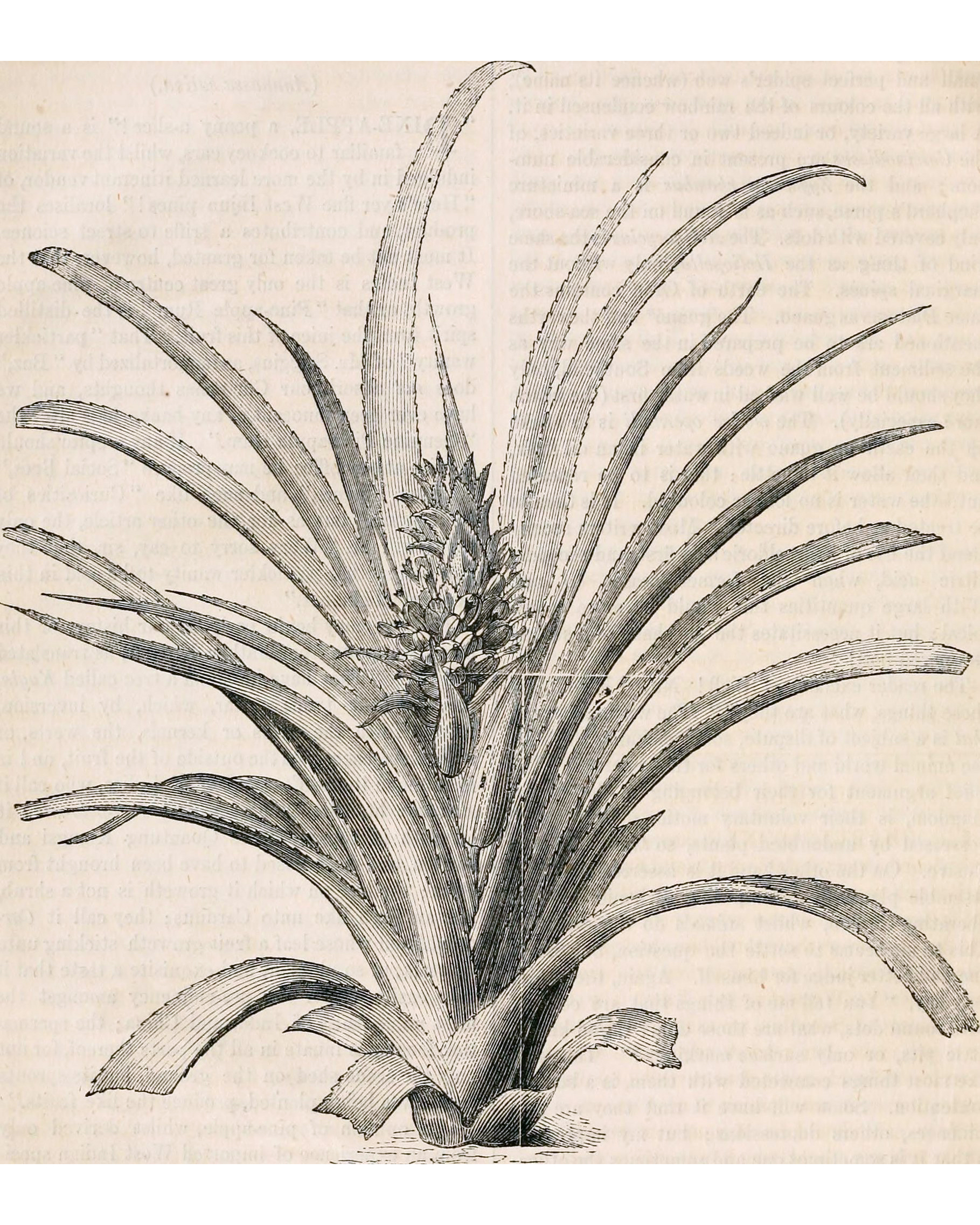 Интерьерный постер “Pineapple”, фото 3